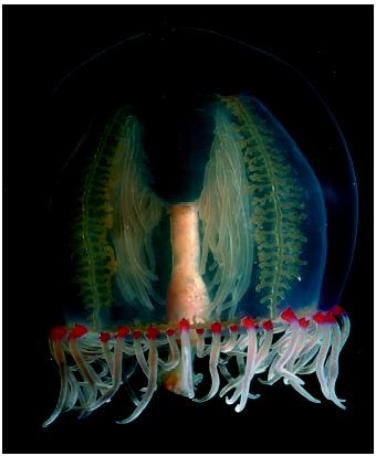 A jellyfish is a radially symmetric animal with internal organs that are visible through its transparent, gelatinous body.