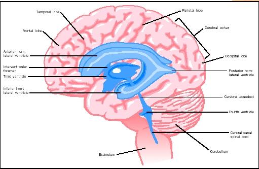 Anatomy of the brain.