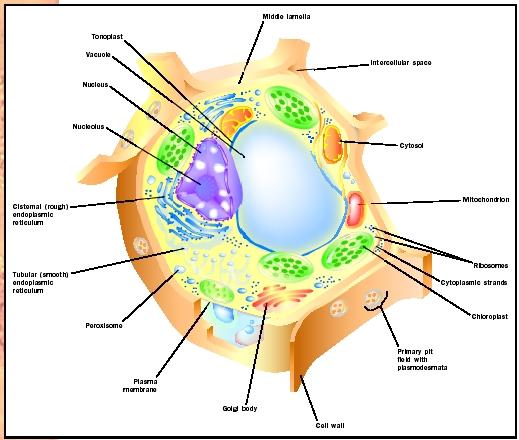 Components of a plant cell.