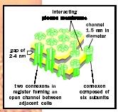 Model of a gap junction. The lipid bilayers are penetrated by protein assemblies called connexons. Two connexons join across the intercellular space to form a continuous aqueous channel that links the two cells.