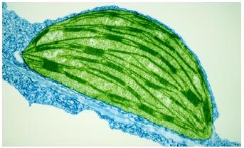 A false-color transmission electron micrograph of a chloroplast from a tobacco leaf.