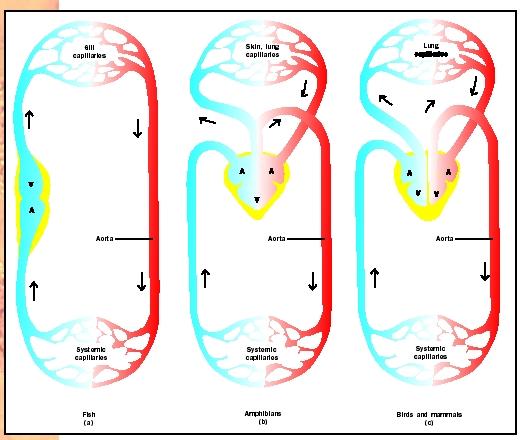 Circulatory Systems - Biology Encyclopedia - body, animal, organs, blood,  separated, major, temperature, first, transport, tissues, leaves