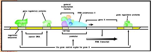 The gene control region of a eukaryotic gene.