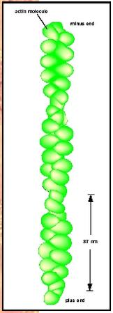 Helical structure of actin molecules.