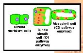 Figure 4. Bundle sheath cell differentiation.