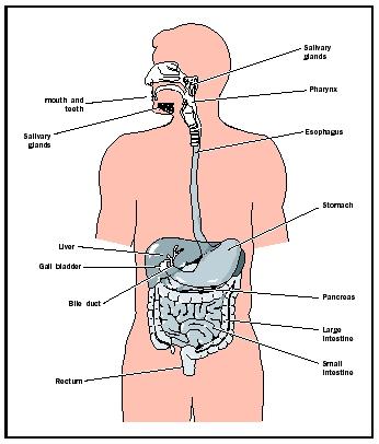 Parts of the digestive system.