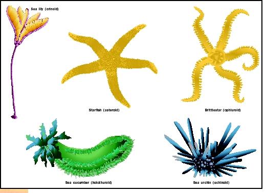 Echinoderms are marine invertebrates that inhabit every conceivable ocean environment. They are divided into five subgroups: Crinoidea, Asteroidea, Ophiuroidea, Holothuroidea, and Echinoidea.