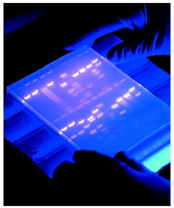 An electrophoresis gel, which can be used to determine a molecule's size.