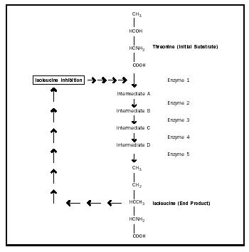 Figure 4. Feedback inhibition. Many metabolic pathways can be down regulated or turned off by an end product acting as an allosteric inhibitor of an enzyme earlier in the pathway. In this example, the product, isoleucine, inhibits the first enzyme in the pathway, threonine deaminase.