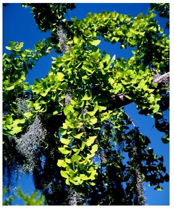 The ginkgo tree (Ginkgo biloba) is the only living species of the early gymnosperm phylum Ginkgophyta.