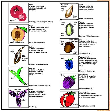 Examples of the many classifications of fruits. The botanical definition of a fruit may be at odds with everyday usage of the word.