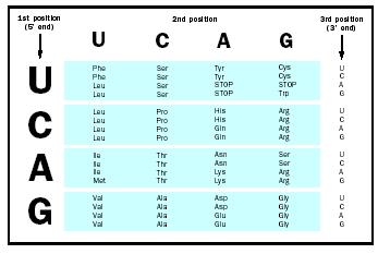 Figure 2. The universal genetic code.