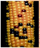 Genetically engineered corn. Humans have intervened with the growth of corn since ancient times.