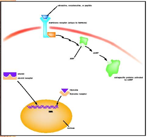 Hormones differ in where their receptors are found in the target cell. Some are located in the nucleus, some in the cell cytoplasm, and still others bind to a receptor on the membrane surface.
