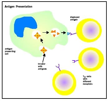 Immune responses occur primarily in the lymph nodes and spleen, which contain large numbers of antigen presenting cells (APCs).