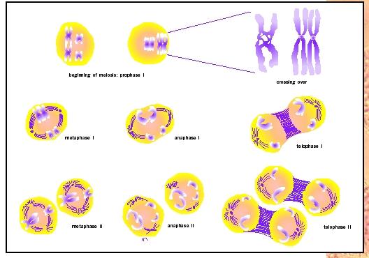Meiosis involves two divisions. During meiosis I, homologous chromosomes cross over, exchanging segments. By the end of telophase I the members of homologous pairs have separated from each other. During meiosis II, sister chromatids are separated, just as they are during mitosis.
