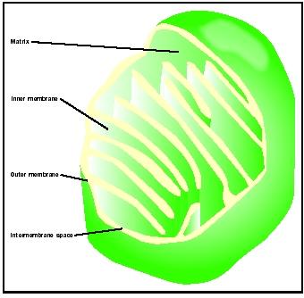 Three-dimensional drawing of the mitochondrion.