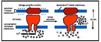 Depolarization of the T-tubule membrane causes a release of calcium ions from the sarcoplasmic reticulum, triggering muscle contraction.