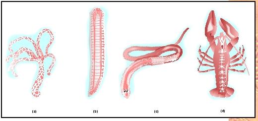 The nerve signal can travel in both directions in the hydra (a), a cnidarian. A planarian (b) has two nerve cords and two clusters of nerve cell bodies at its anterior end. In annelids, such as the earthworm (c), two cords are fused and run down the ventral surface of the body. Arthropods such as the crayfish (d) also have a double ventral nerve, in addition to clusters of nerve cells in the area of the head.