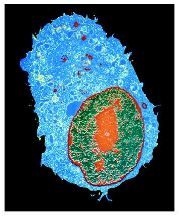 A colored transmission electron micrograph of a mammalian tissue culture cell, showing the nucleus (red), nucleolus (orange), and cytoplasm (blue),