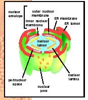 Illustration of the nuclear envelope.