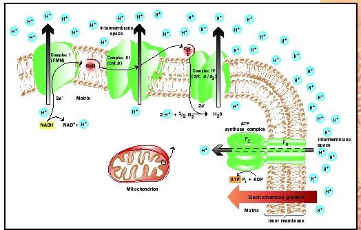 Illustration of the chemiosmotic synthesis of ATP in the mitochondrion.