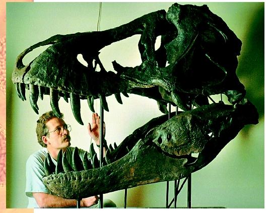 Peter Larson, president of the Black Hills Institute of Geological Research, studies the skeleton of a Tyrannosaurus rex.