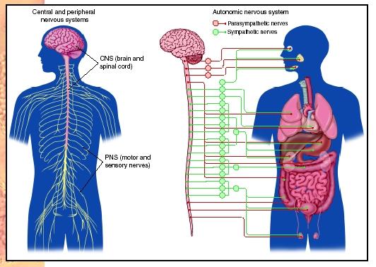 The central and peripheral nervous systems (left) and the autonomic nervous system (right).