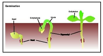 The root is the first portion of the plant to emerge during germination. Growth of the stem behind the cotyledons forms a "hook" that emerges from the soil, followed by emergence of the cotyledons, which begin to photosynthesize to feed further growth.
