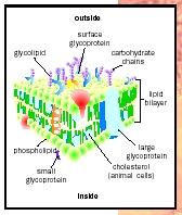 The plasma membrane is composed of a bilayer of phospholipid molecules, plus large numbers of embedded proteins, many of which have attached sugar molecules (glycoproteins). Animal cells also contain cholesterol, which increases rigidity.