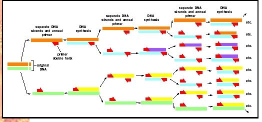 The polymerase chain reaction is a process that allows one to make many copies of a DNA sequence in a short amount of time.