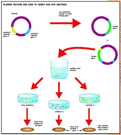 Recombinant DNA - Biology Encyclopedia - cells, body, function, human,  process, animal, system, different, organisms