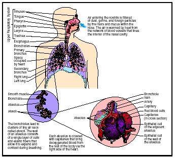 The human respiratory system.