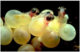 Rainbow trout hatchlings emerging from their eggs. Organisms producing many unique individuals in an unpredictable environment have a greater chance that at least some their offspring will survive.