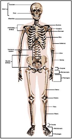 Some of the major bones of the human skeleton.