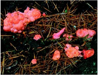 Pillows of the coral-colored slime mold Myxomycetes grow on damp wood.