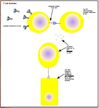TH cells interact with B cells and TC cells to protect the body from infection.