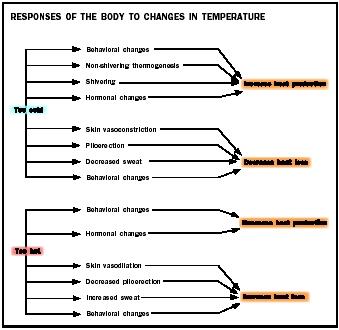 what part does water play in regulating your body temperature