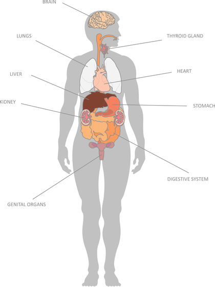 Digestive System 3786