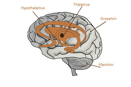 Hypothalamus 3795
