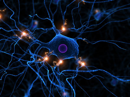 Neuron 3761