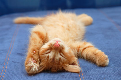 Sleeping ginger kitten!