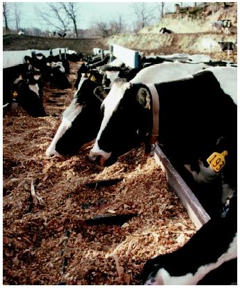 A herd of Holsteins eat silage from troughs on a Minnesota farm. Modern agriculture is now a big business, which is driven by ever increasing scientific knowledge.