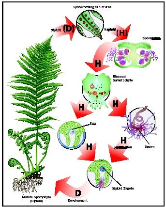 The fern is an example of alternation of generations, in which both a multicellular diploid organism and a multicellular haploid organism occur and give rise to the other.