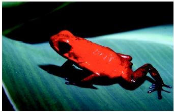 A strawberry poison arrow frog in Costa Rica.