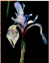 An iris. Angiosperms, or flowering plants, are quite diverse in morphology, growth form, and habitat.