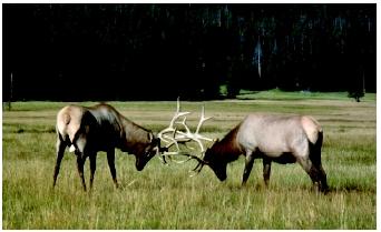 Elk fighting for dominance in a Wyoming herd. Common patterns of behavior are exhibited by many species.