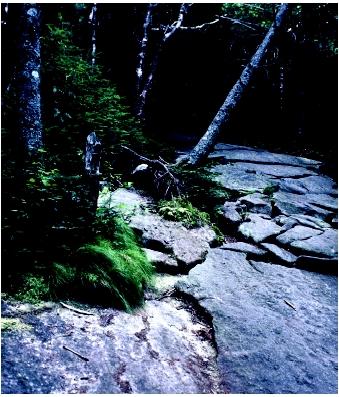 Soil erosion on a trail in the Adirondack mountains. Erosion is a geologic mechanism that helps to move chemical compounds between biotic and abiotic forms in the environment.