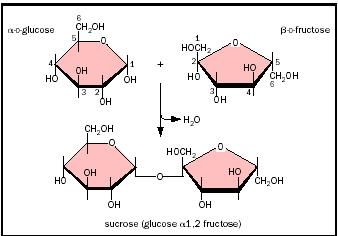 Sucrose, a common disaccharide.