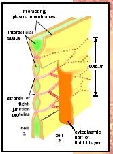 A model of a tight junction. It is thought that the strands that hold adjacent plasma membranes together are formed by continuous strands of transmembrane junctional proteins across the intercellular space, creating a seal.